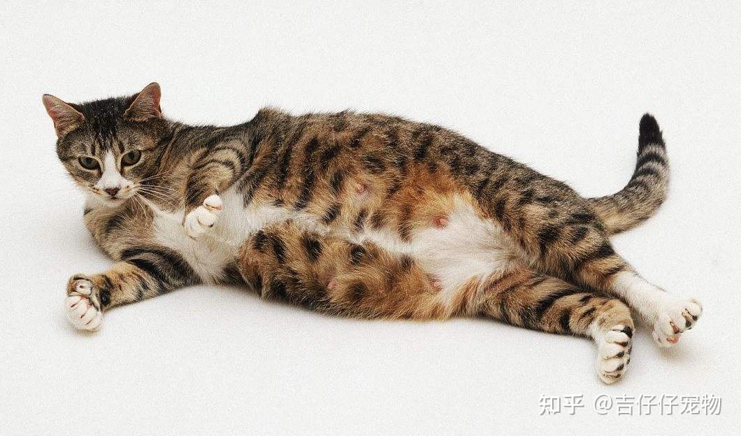 这只猫怀孕了吗怎么判断