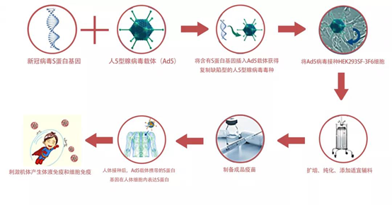 股价大涨19康希诺腺病毒载体疫苗成功达到预设的主要安全性及有效性