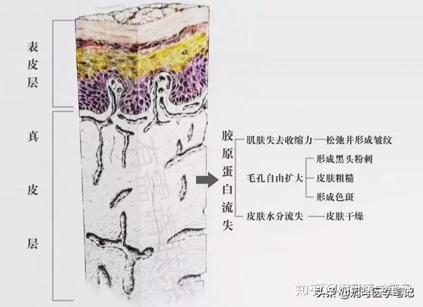 真皮层有胶原纤维,网状纤维,弹力纤维,基质等疏松结缔组织.