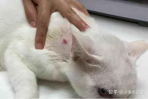 癣菌病是猫为数不多的皮肤病之一,可见到色素沉着过度.