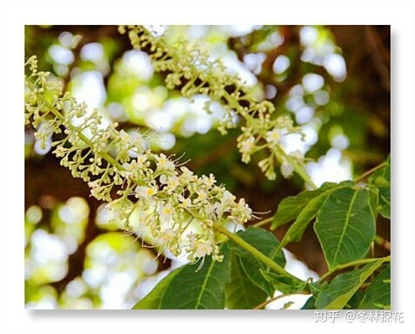 5月21日的生辰花娑罗花