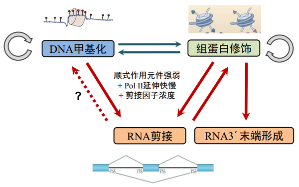 图36. dna 甲基化,组蛋白修饰,rna 剪接和 poly(a) 尾形成的关系