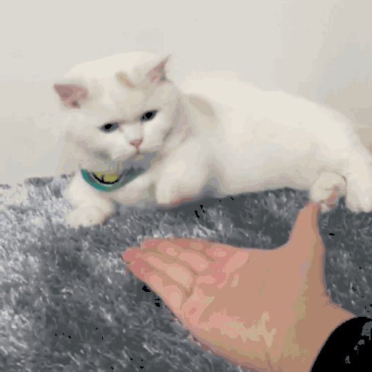 539_539gif 动态图 动图