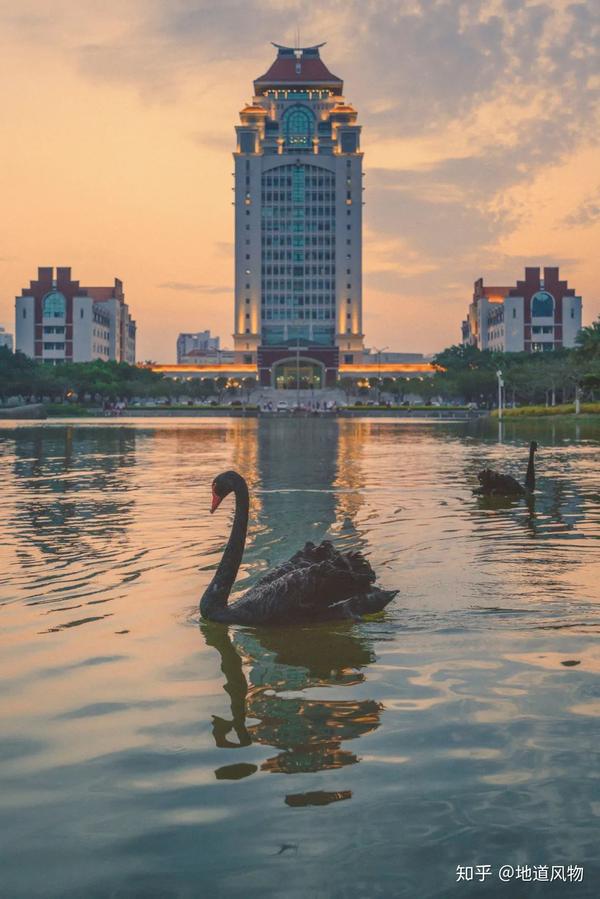 厦门大学芙蓉湖中的黑天鹅.摄影/潘建鹏