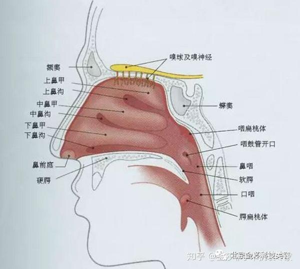 别让鼻唇沟暴露你的年龄,关于鼻唇沟,你怎么看?