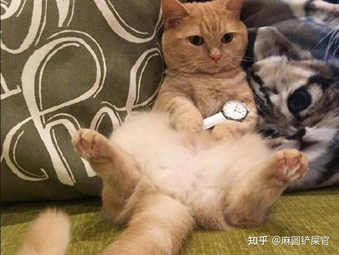 家里全是猫尿猫屎味,有什么除味产品推荐吗?