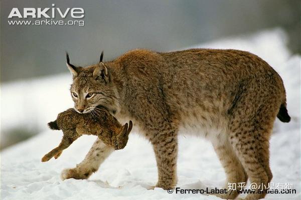 猫科の完全指南②猞猁谱系