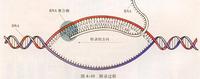 转录组入门4参考基因组注释文件下载及igv