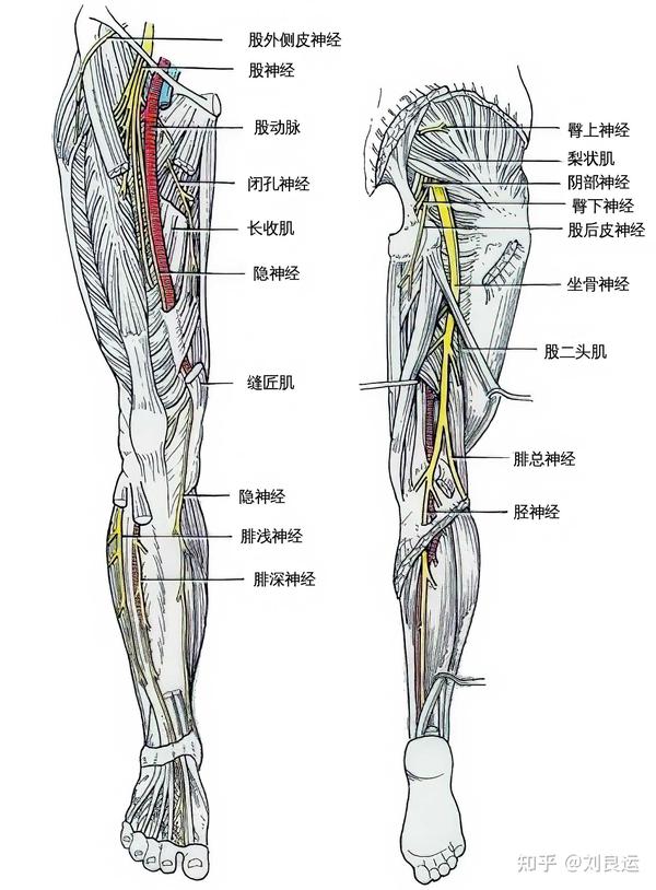 大腿后侧小腿外侧痛是坐骨神经痛吗没有腰痛能否排除腰突症