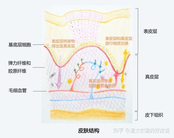 依次排序阵营:①角质层②透明层③颗粒层④有棘层⑤基底层