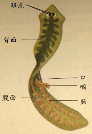 总是和长生挂钩的生物涡虫