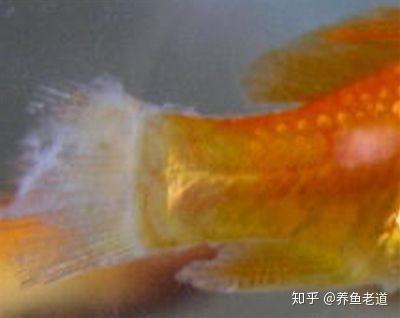 白点病,水霉病,打粉病,观赏鱼的这三种疾病我们要分清!