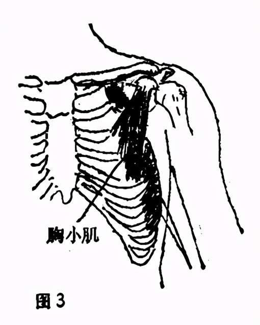 它的前边上部被胸大肌和胸小肌遮盖着,抬胳膊的时候,前锯肌可以带动