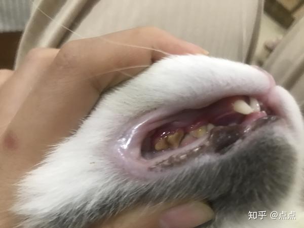 关于猫咪牙结石一点分享