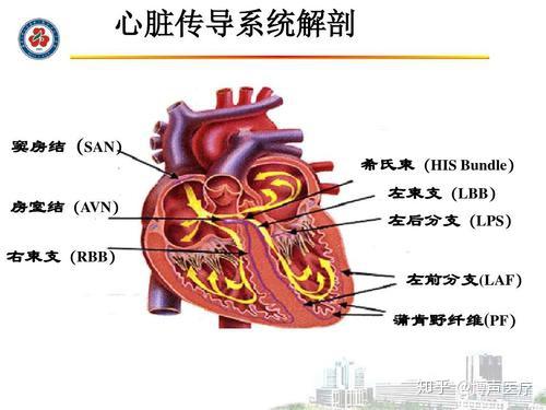 博声医疗:左前分支阻滞,左前分支传导阻滞