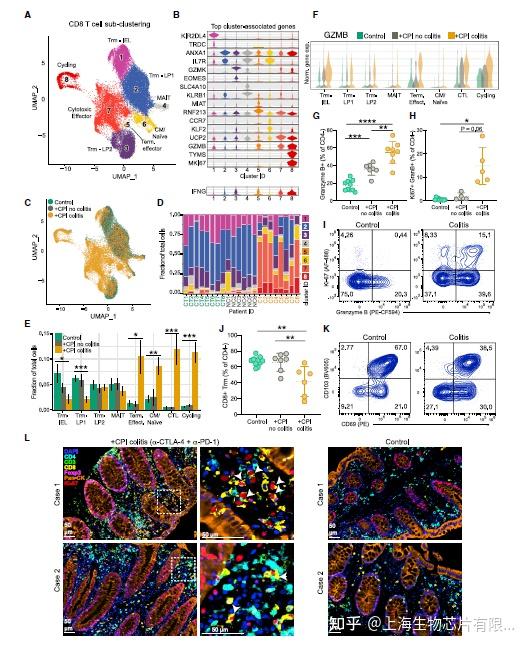 图3:cd8 t细胞单细胞测序亚群分析及流式,多色免疫荧光验证图4:cd4 t