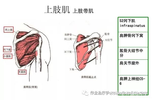 上肢带肌:冈下肌