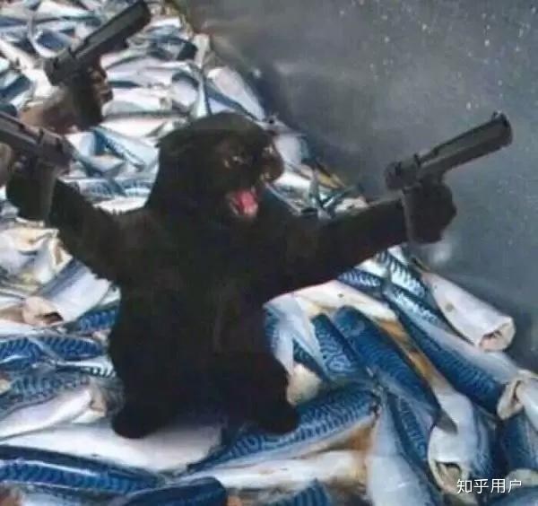 两只猫拿着枪踩着鱼是情侣头像吗