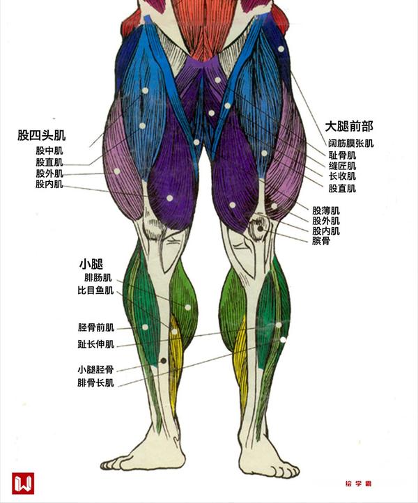 腿部接的组成结构由大腿的股直肌 ,股外肌,缝匠肌和小腿的腓肠肌