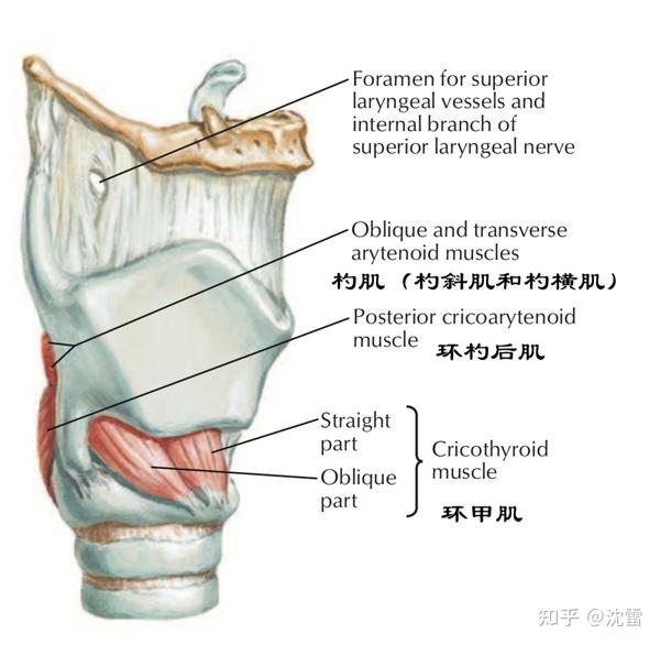 从斜侧面观察,可以看到环甲肌,环杓后肌,杓肌.