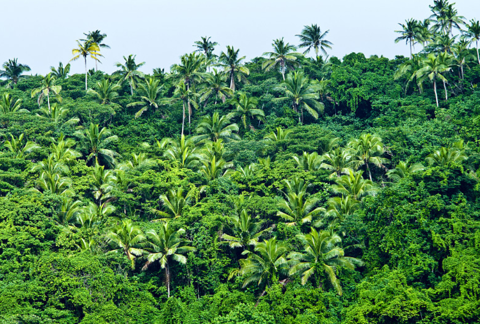 5.儋州热带植物园