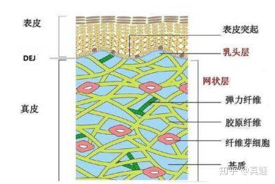 表皮层起到屏障与保护的作用,皮肤干燥与否与表皮层关系重大.