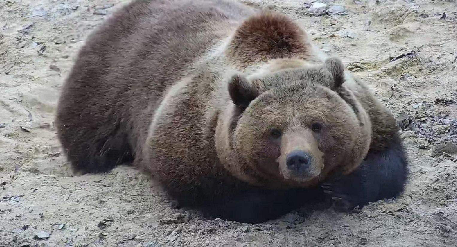 家养大棕熊会冬眠吗?