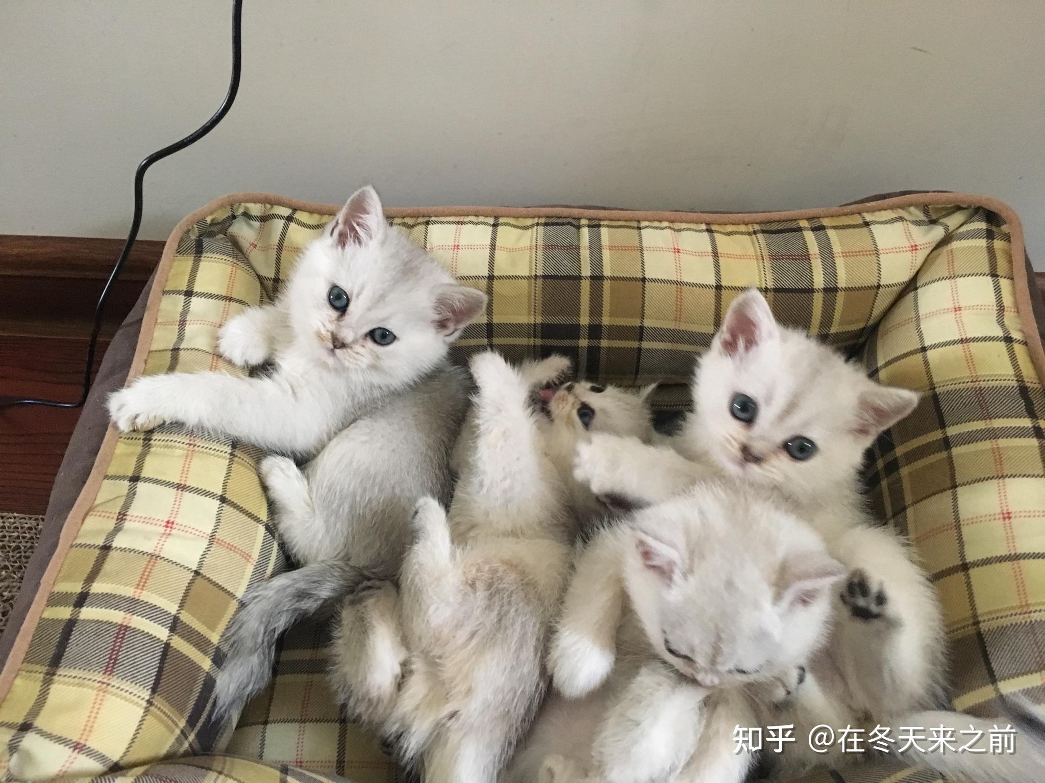 银渐层配金点或金渐层会出什么