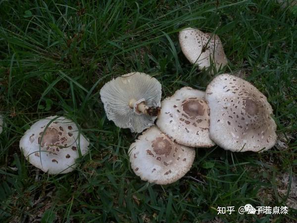 大青褶伞chlorophyllum molybdites,肠胃炎型.