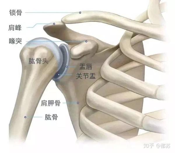 其中肩胛骨在上肢运动时,需要时刻维持关节盂与肱骨头的对位,保持正常