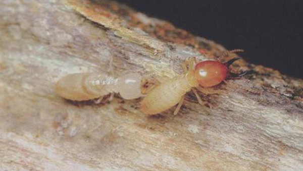家里出现的是什么白蚁,应该怎么灭?