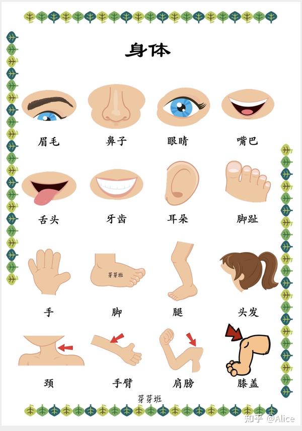 本期第三期的主题为-身体 通过本期让宝宝学会16种身体部位的认知 并