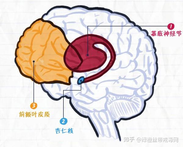 毒品如何影响大脑毒品预防教育知识