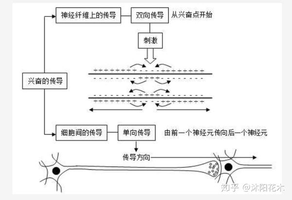 兴奋在 离体神经纤维上为双向传导  小题速记