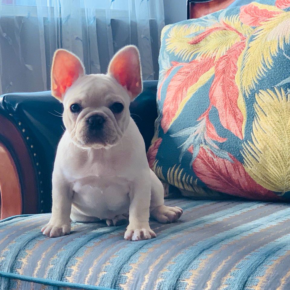 瑞星手机杀毒_瑞星杀毒垃圾_瑞星杀毒怎么样