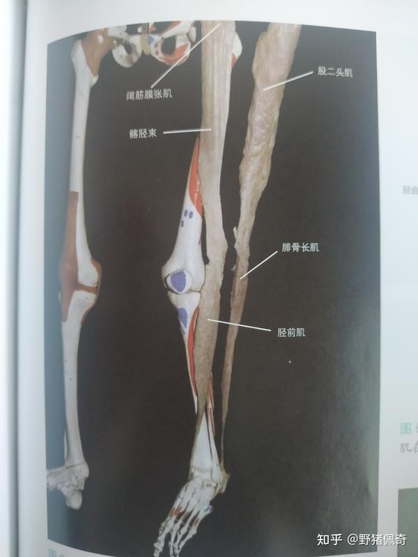 当脚内侧的-阔筋膜张肌-髂胫束-胫骨前肌-紧张时,我们的足跟就往内翻