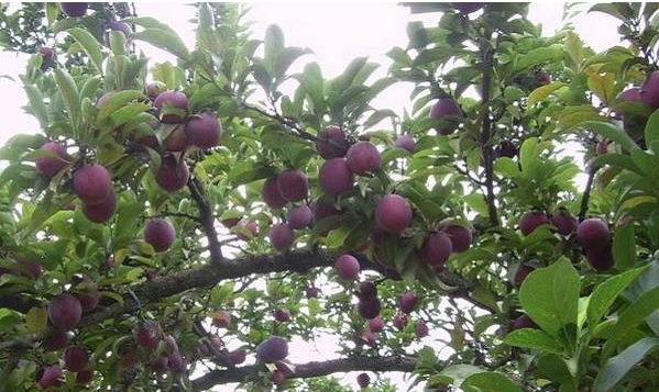 李子树要怎么除草李子除草要点介绍