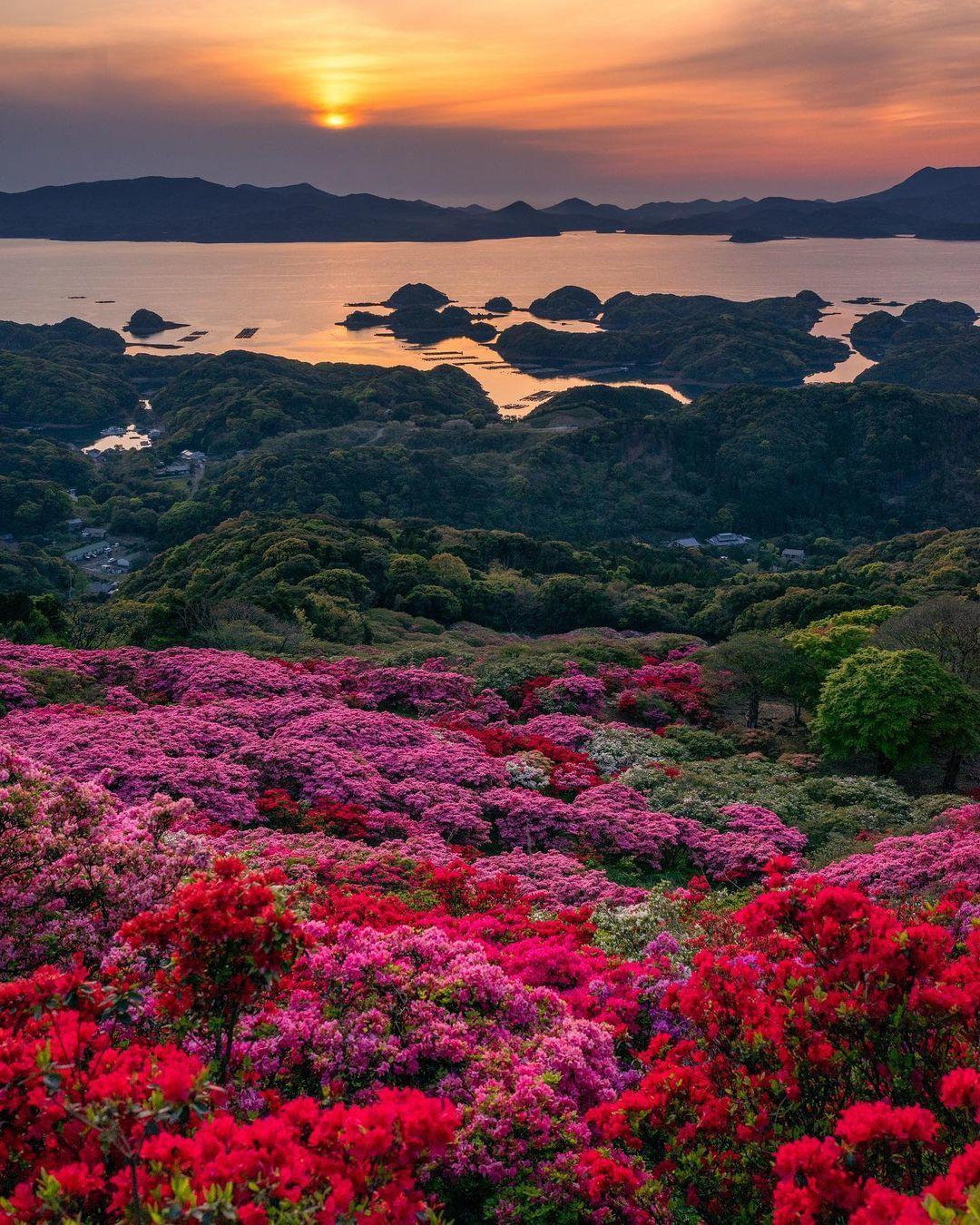 杜鹃花 / 映山红