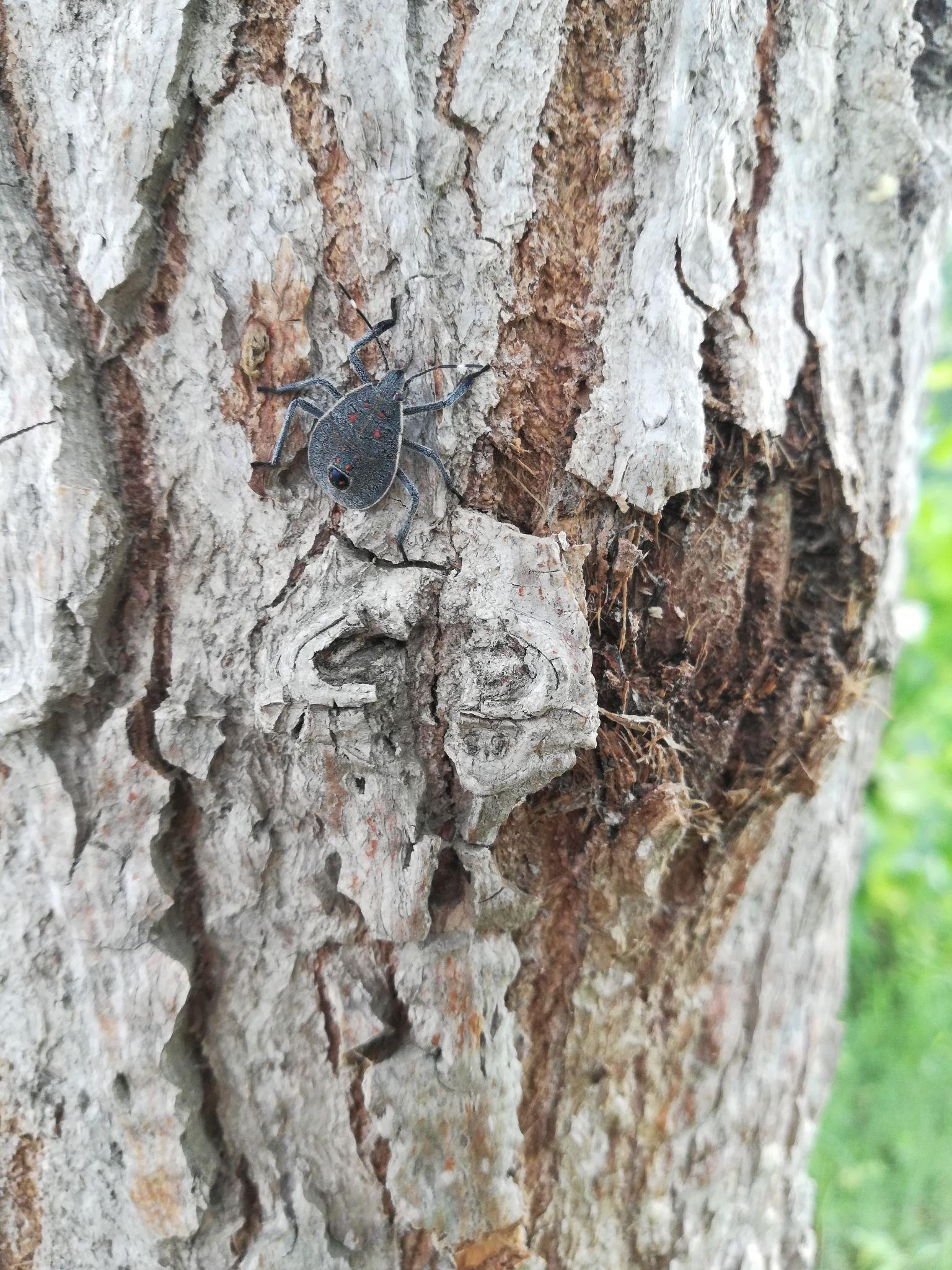 这是什么虫子?杨树上的?