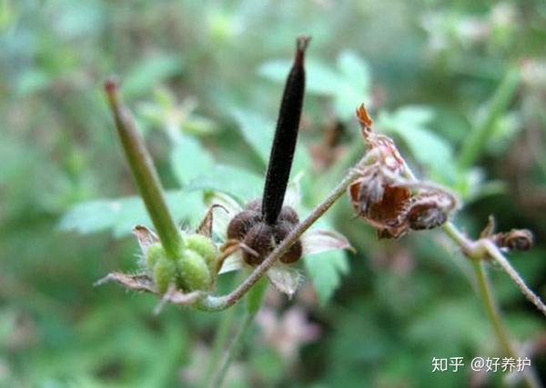 路边的中草药"老鹤草",20年的老风湿有救了!