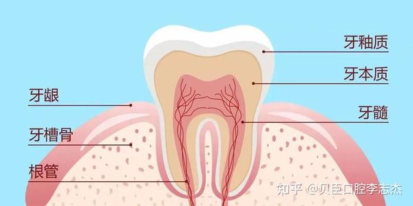 口腔健康牙齿结构详解