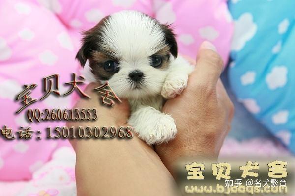 纯种西施犬掉毛吗
