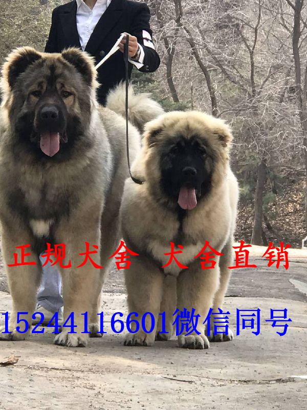 最新高加索犬幼犬价格