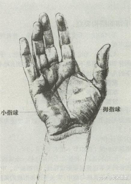 02速写手部肌肉解析拇指球:手掌上,拇指下面到手腕中部的三角形肌肉