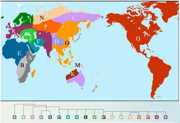 世界基因分布图,能看的代表克罗马农人的i系族群已经被挤压至北欧