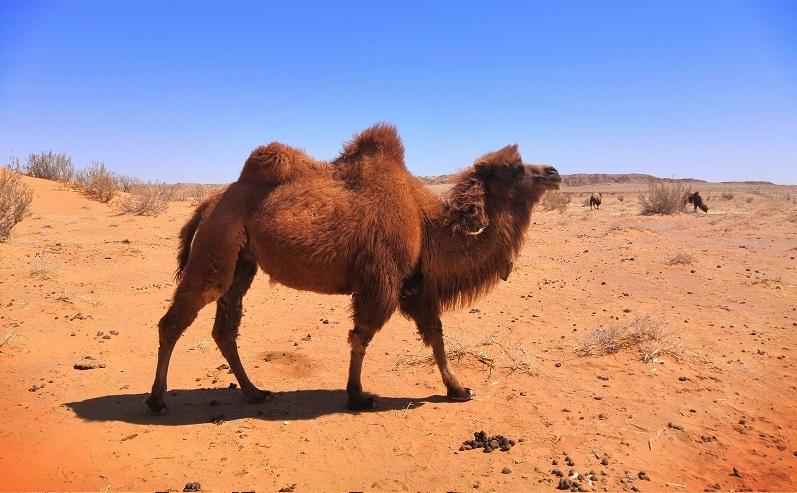 超级乳品:为什么把骆驼称为"沙漠之舟"