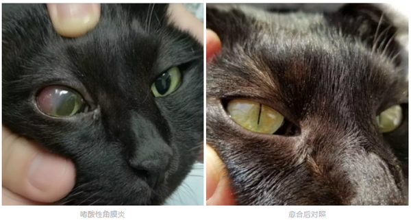 猫咪突然一只眼睛发红睁不开?警惕角膜炎5种常见症状