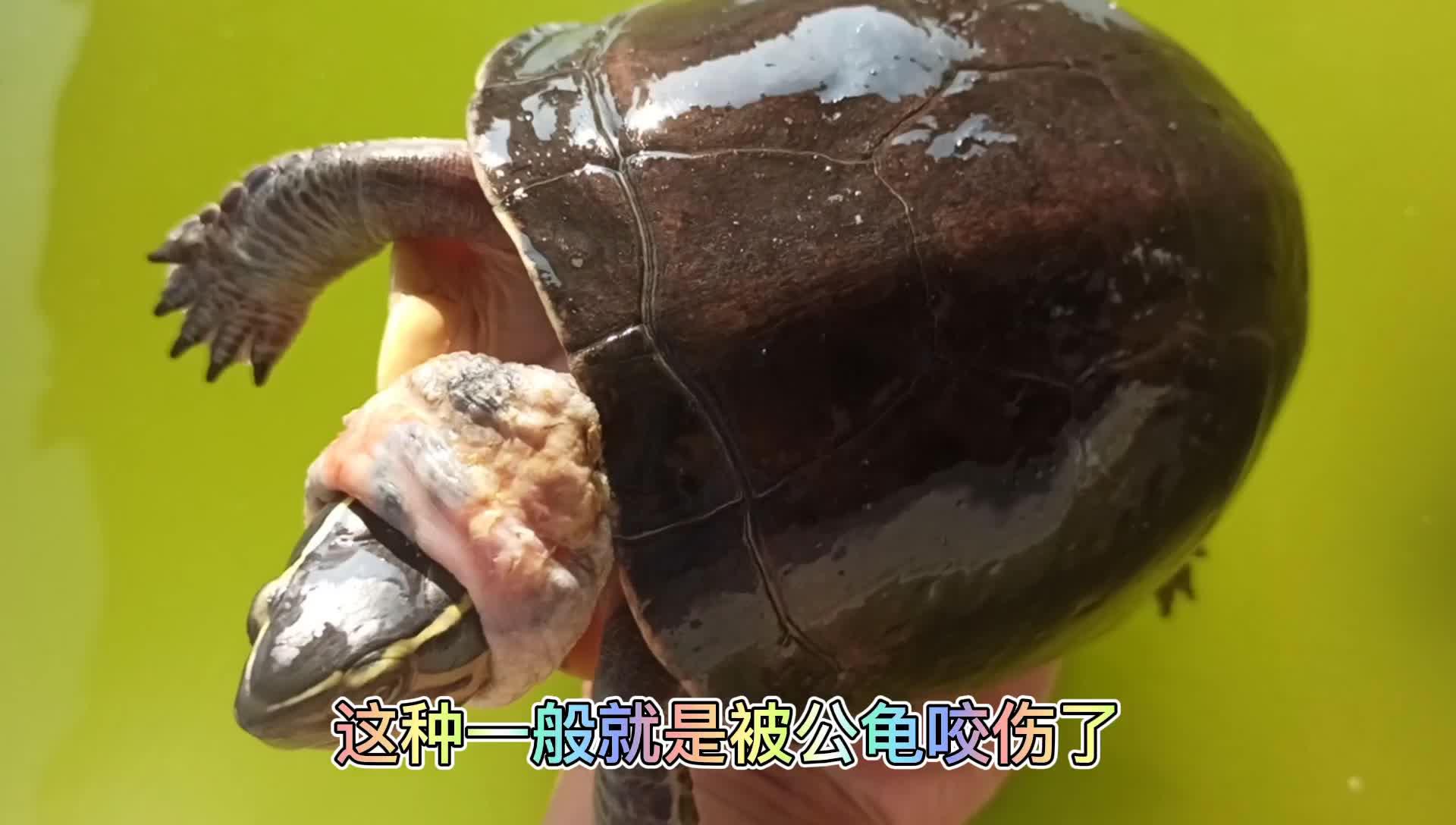 假大河甜甜圈龟简介