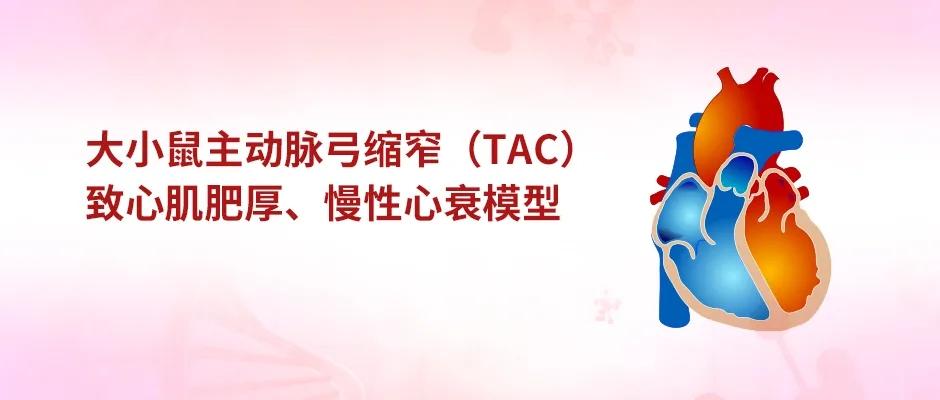 大小鼠主动脉弓缩窄tac致心肌肥厚和慢性心衰模型