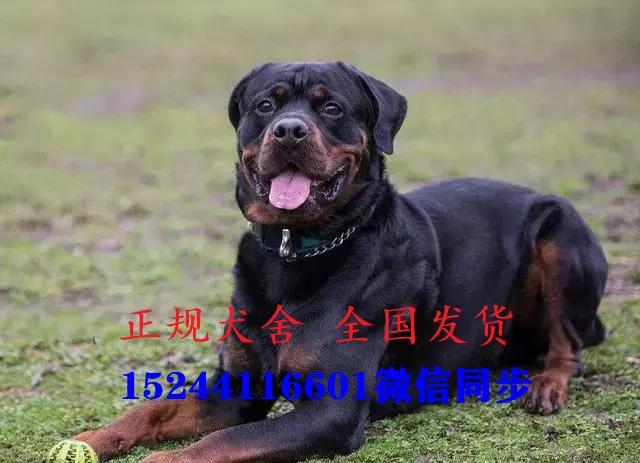 罗威纳防暴犬幼犬价格